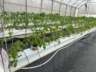 Presadnice iz Agronomske škole u Zagrebu prodavat će se od 30 do 70 centa po komadu