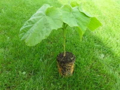 Presadnice neposredno prije sadnje