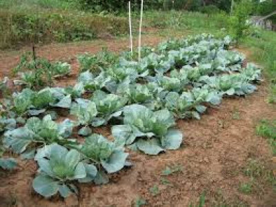 sadikovic2 sadikovic2