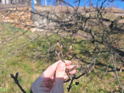 Prezimljavajuće forme štetnih insekata u voćnim zasadima Prezimljavajuće forme štetnih insekata u voćnim zasadima