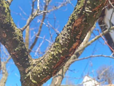 Prezimljavajuće forme štetnih insekata u voćnim zasadima