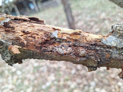 Prezimljavajuće forme štetnih insekata u voćnim zasadima Prezimljavajuće forme štetnih insekata u voćnim zasadima