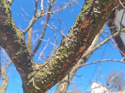 Prezimljavajuće forme štetnih insekata u voćnim zasadima Prezimljavajuće forme štetnih insekata u voćnim zasadima