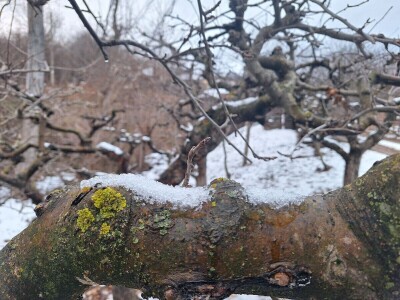 Prezimljavajuće forme štetnih insekata u voćnim zasadima Prezimljavajuće forme štetnih insekata u voćnim zasadima