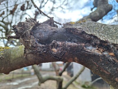 Prezimljavajuće forme štetnih insekata u voćnim zasadima Prezimljavajuće forme štetnih insekata u voćnim zasadima