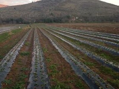 Poljoprivredno gazdinstvo Prguda Poljoprivredno gazdinstvo Prguda