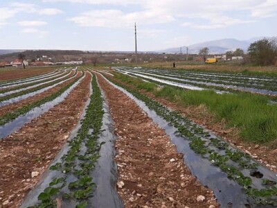 Poljoprivredno gazdinstvo Prguda Poljoprivredno gazdinstvo Prguda