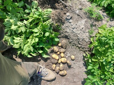 Priča o Lišanskoj bari