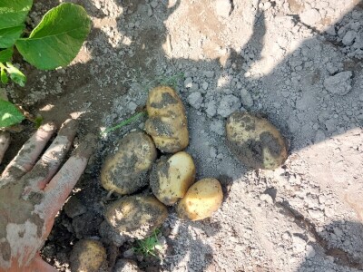 Priča o Lišanskoj bari