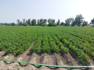 Priča o Lišanskoj bari