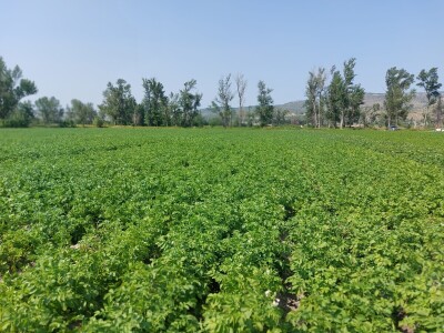 Priča o Lišanskoj bari