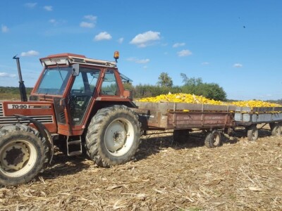 Priča o Mariu Komljenoviću  - odličnom studentu agronomije i vrijednom sinu na obiteljskom gospodarstvu