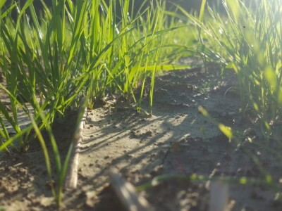 Priča o Mariu Komljenoviću  - odličnom studentu agronomije i vrijednom sinu na obiteljskom gospodarstvu