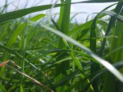 Priča o Mariu Komljenoviću  - odličnom studentu agronomije i vrijednom sinu na obiteljskom gospodarstvu