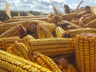 Priča o Mariu Komljenoviću  - odličnom studentu agronomije i vrijednom sinu na obiteljskom gospodarstvu