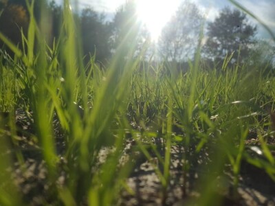 Priča o Mariu Komljenoviću  - odličnom studentu agronomije i vrijednom sinu na obiteljskom gospodarstvu