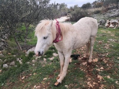 Priča o radnom konju kojeg su Bračanke spasile od klaonice