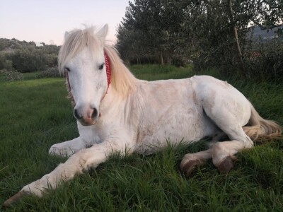 Priča o radnom konju kojeg su Bračanke spasile od klaonice