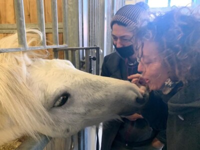 Priča o radnom konju kojeg su Bračanke spasile od klaonice