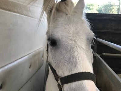 Priča o radnom konju kojeg su Bračanke spasile od klaonice