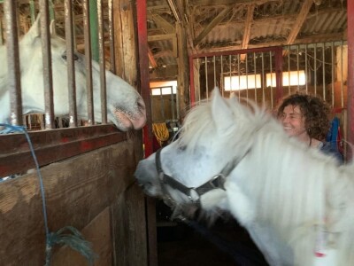 Priča o radnom konju kojeg su Bračanke spasile od klaonice