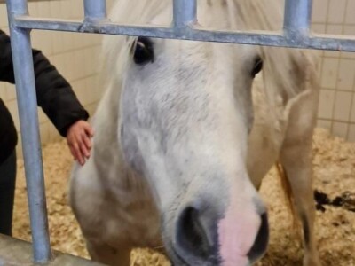 Priča o radnom konju kojeg su Bračanke spasile od klaonice