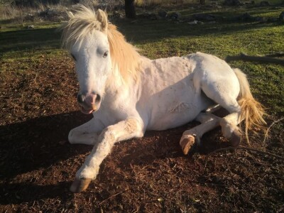 Priča o radnom konju kojeg su Bračanke spasile od klaonice