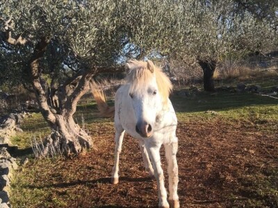 Priča o radnom konju kojeg su Bračanke spasile od klaonice