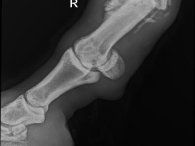 Priča o radnom konju kojeg su Bračanke spasile od klaonice