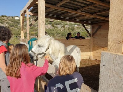 Priča o radnom konju kojeg su Bračanke spasile od klaonice