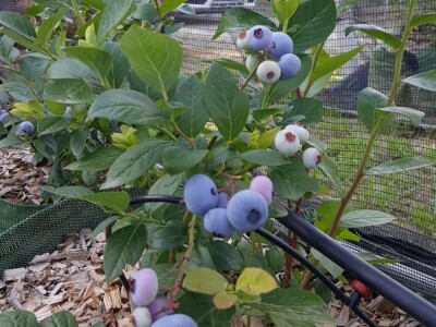 Prigorje voće d.o.o.