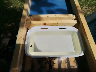 Prihrana pčela Prihrana pčela