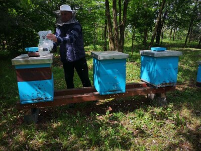 Prihrana pčela Prihrana pčela