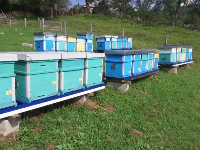 Prihrana pčela i Kolakovo pčelarstvo