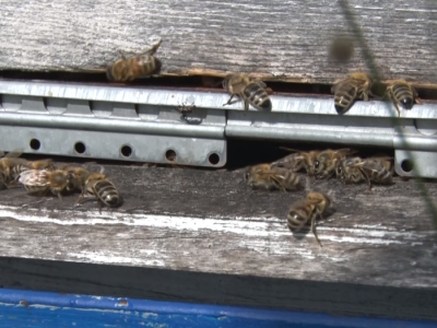 Prihrana pčela i Kolakovo pčelarstvo