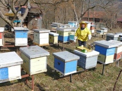 Prihrana pčela pogačama oplemenjenim polenom