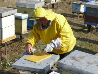 Prihrana pčela pogačama oplemenjenim polenom