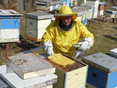 Prihrana pčela pogačama oplemenjenim polenom