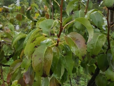 Prihrana ureom u voćnjacima nakon berbe