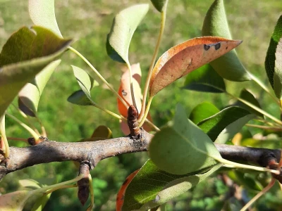 Prihrana ureom u voćnjacima nakon berbe