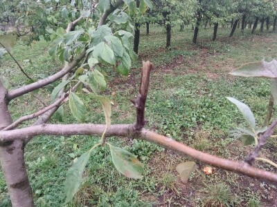 Prihrana voća nakon berbe Prihrana voća nakon berbe