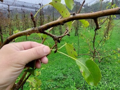 Prihrana voća nakon berbe Prihrana voća nakon berbe