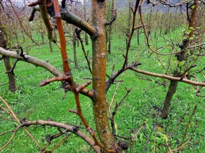 Prihrana voća nakon berbe Prihrana voća nakon berbe