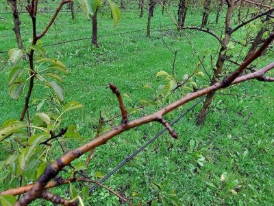 Prihrana voća nakon berbe Prihrana voća nakon berbe