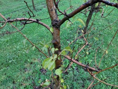 Prihrana voća nakon berbe Prihrana voća nakon berbe