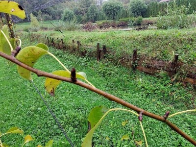 Prihrana voća nakon berbe Prihrana voća nakon berbe