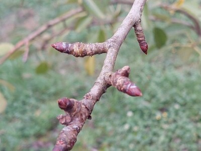 Prihrana voća nakon berbe Prihrana voća nakon berbe