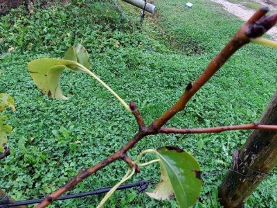 Prihrana voća nakon berbe Prihrana voća nakon berbe