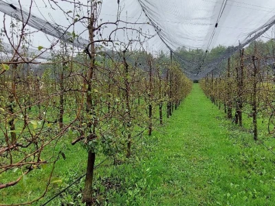 Prihrana voća nakon berbe