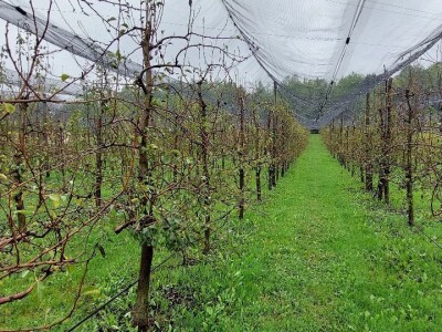 Prihrana voća nakon berbe Prihrana voća nakon berbe